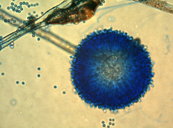 Aspergillus ochraceus